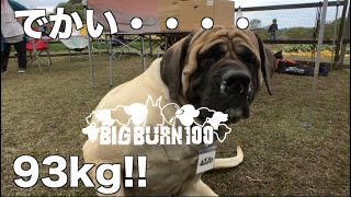 Big Dogs Meeting Bernese Mountain dogs English Mastiff anymore
