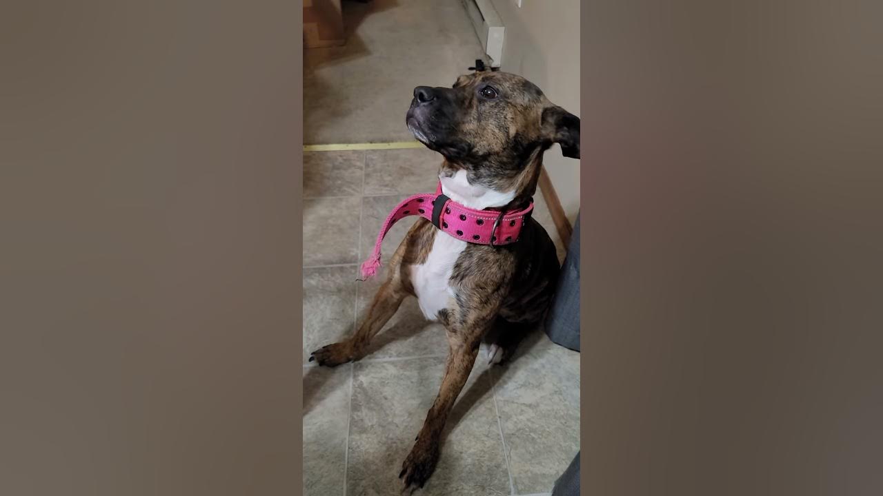 dog ate edibles (please read description) b4 commenting YouTube