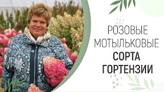 видео: РОЗОВЫЕ МОТЫЛЬКОВЫЕ СОРТА ГОРТЕНЗИИ картинка: РОЗОВЫЕ МОТЫЛЬКОВЫЕ СОРТА ГОРТЕНЗИИ