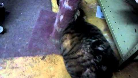 Fat cat high on catnip