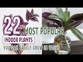 22 Most Popular Indoor Plants You Can Easily Grow In Vases Mp3 Song