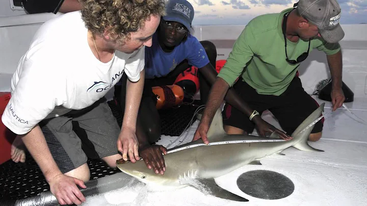 Alexandra Cousteau: Stop Shark Finning