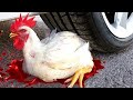 Aplastando Cosas Crujientes Y Suaves Pollo VS Rueda De Coche AutoTest