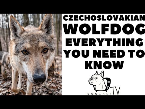 Video: Wolfhond: Karakter En Buitekant