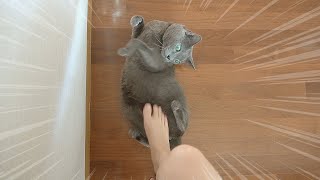 Petting My Cat With My Feet