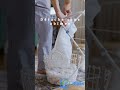 Découvrez le bicarbonate de soude votre allié naturel #shorts
