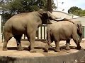 更に求愛を続けるマックさん 2017/10/1 ❷