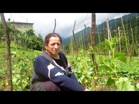 კიტრის სათბური კოკოტაურში