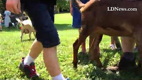 Goat races at the annual Cherry Fair at the histor...