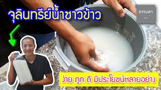 จุลินทรีย์น้ำซาวข้าว อะไรมันจะง่ายขนาดนั้น!! | ประโยชน์เพียบ รายละเอียดครบ จบ ในคลิปเดียว!