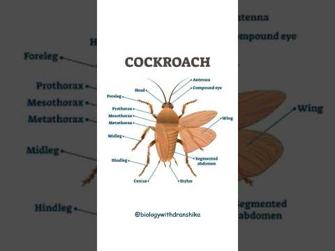 Cockroach Anatomy Exploring The External And Internal Structures Of This Resilient Insect