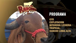 712.Gyr | Explotación intensiva lechera tropical con Gyr y Suizo Americano| Rancho Loma Alta