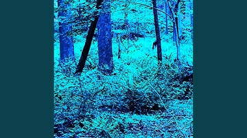 Lost in foreign forests