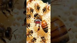 Bees Have Better GPS Than Your Phone - Here's How Their Dance Works
