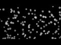 Black And White Screensaver