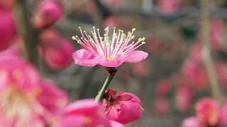 紅梅 華やぐ：近所の公園で、紅梅が花ひらきました