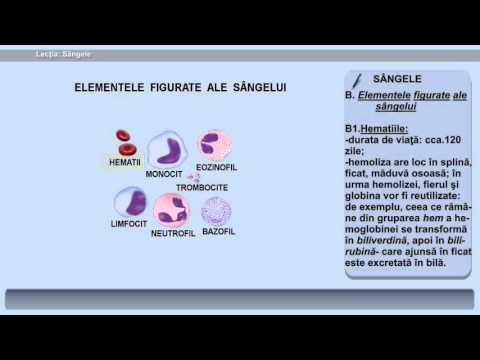 Video: Ce formează sângele integral?