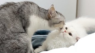 Mom Stray Cat Saves Kitten During Japanese Earthquake