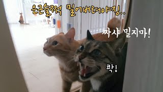 너만 타냐 짜샤~a catwheel scramble