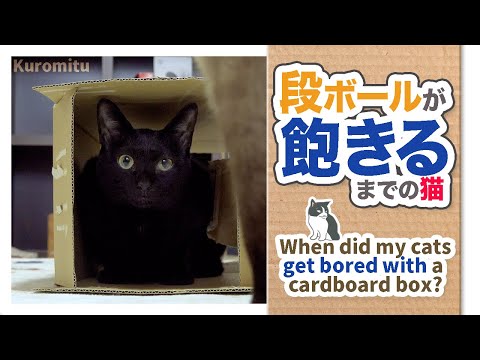 段ボールが飽きるまでの猫