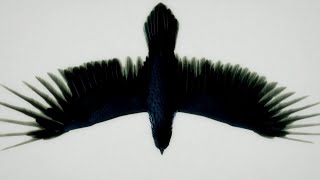 Black Bird Official Joseph Barzyk Cover