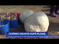 CIUPERCI GIGANTE DUPĂ PLOAIE