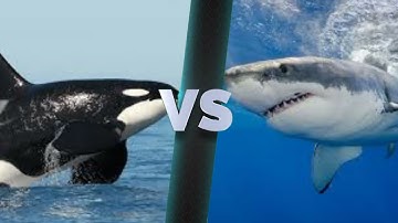Orca(Killer Whale) VS Great White Shark | StickNodes Animation