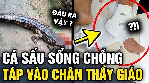 Cá sấu SỔNG CHUỒNG đớp thầy giáo ở Tây Ninh và LỜI KHAI của chủ con cá | Tin 3 Phút