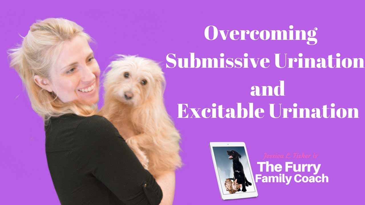 How To Help Your Dog Submissive Urination Excitable Urination