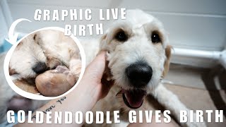 HELPING MY GOLDENDOODLE GIVE BIRTH TO 11 PUPPIES | GRAPHIC LIVE DOG BIRTH