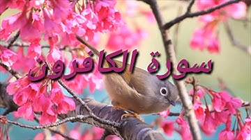 أجمل وأفضل تلاوة خاشعة ومؤثرة جدا لسورة الكافرون للشيخ عبد الباسط عبد الصمد