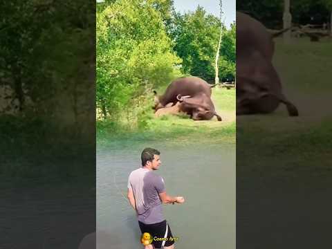 EAGLE VS ROOSTER ; burung elang memburu ayam jago tepat di hadapan seekor anjing #animals #shorts