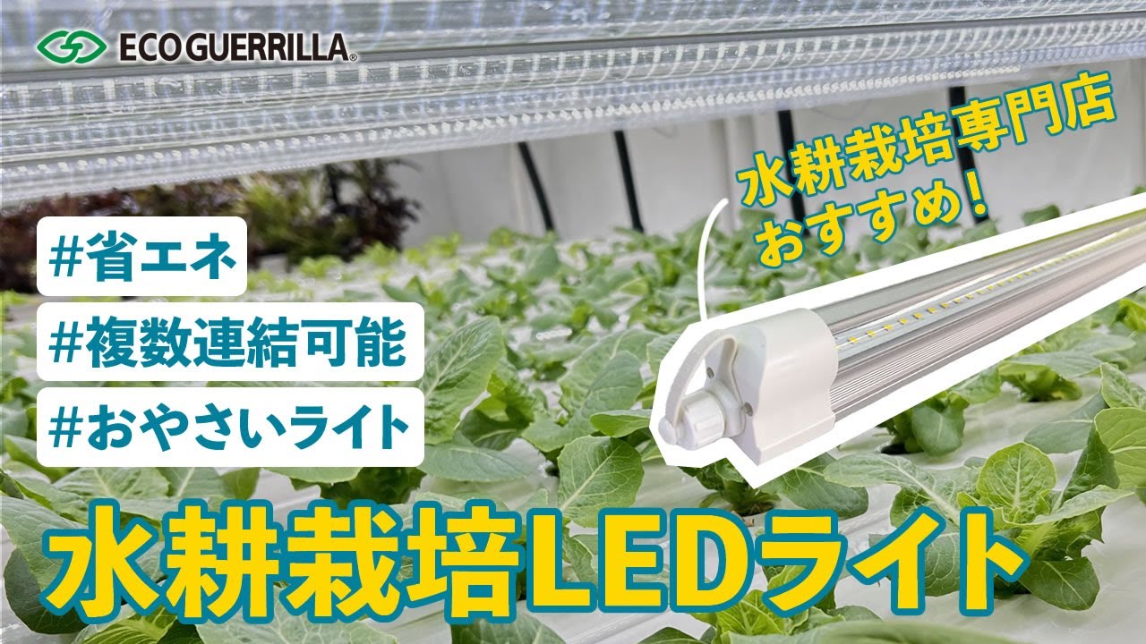 水耕栽培ledはこれがおすすめ】省エネ設計で長寿命！野菜栽培や観葉