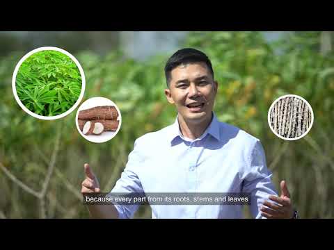 Tapioca Process