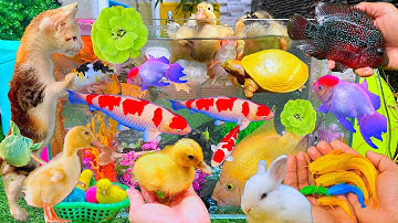 Satisfying Cute Animals Màu Sắc Rực Rở Con Vật Pe, Cá Koi , Rùa , Mèo Dễ Thương, Cá trê, Vịt Con