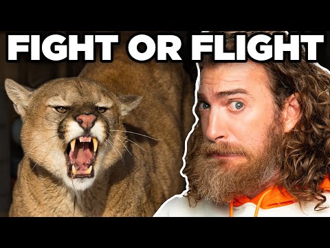 Testing Our Fight Or Flight Responses