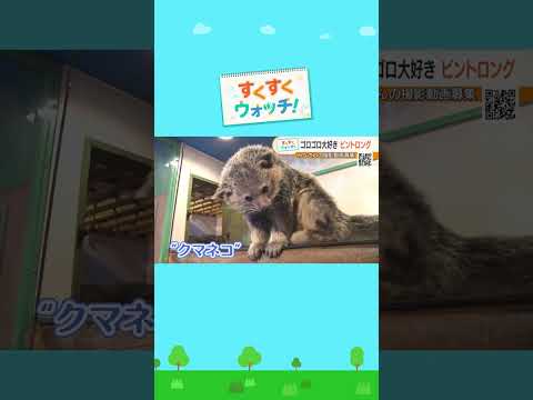 寝てばかりなのに存在感抜群！　謎のねこ「ビントロング」Rare ZOO　#shorts #読売テレビニュース #じゅーっと #すくすくウォッチ #ビントロングのサムネイル