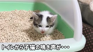 My cat meows loudly in the litter box.