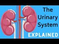 The Urinary System