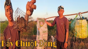 Thăm Bẫy Chuột Theo Đường Mòn Không Mồi || Học vlog cuộc sống đồng quê