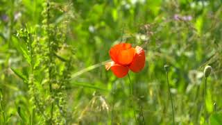 Leo Rojas   ''Serenade To Mother Earth''