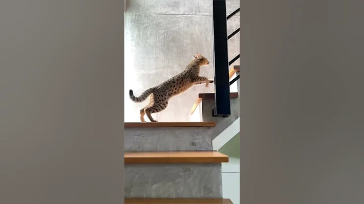 Video 11293561: f1 savannah cat, f1 savannah kitten, wild cat, cat old