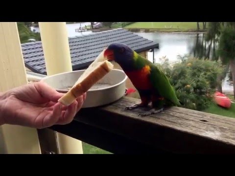 Video: Er en regnbue-lori en papegøje?