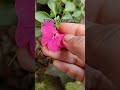 This flower is called Busy Lizzie Do you know what it's called in your language?#flowers #plants