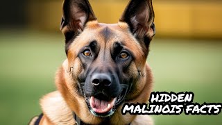 7 Things You Didn't Know About A Belgian Malinois !