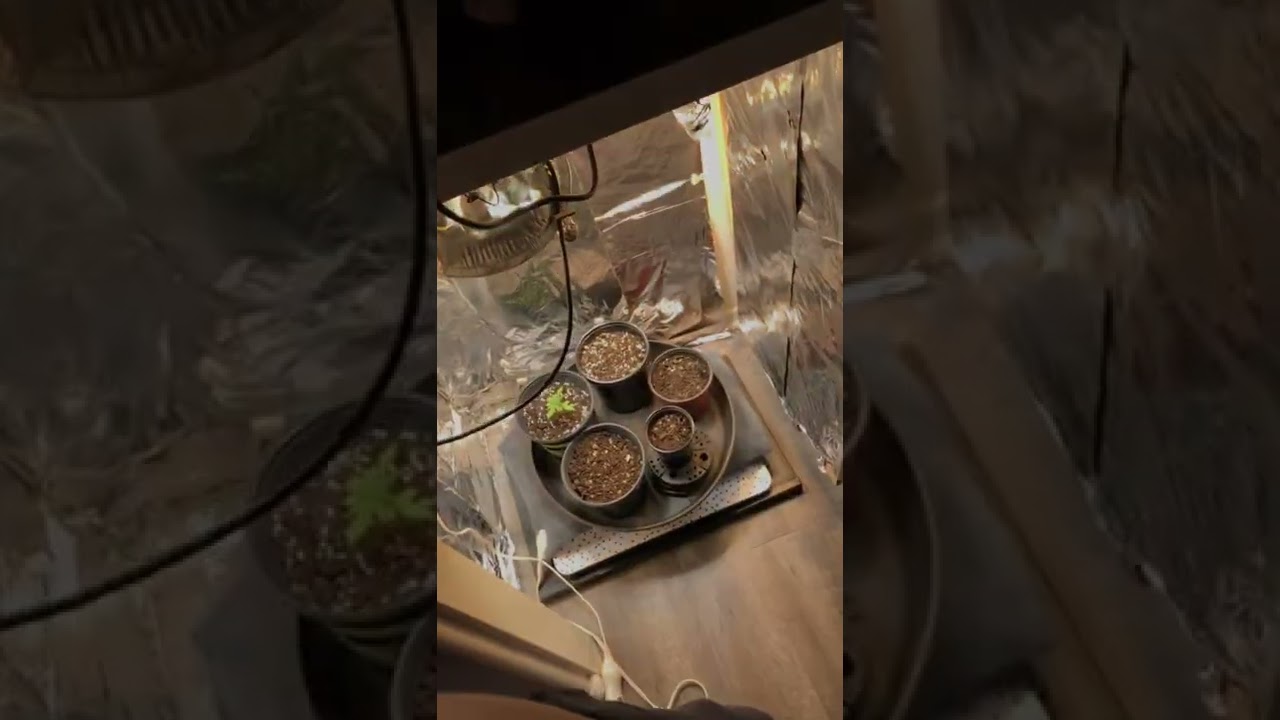 DIY Grow Tent/Closet                               DIY LED Grow Light