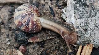 Mud Snail Discovery ASMR Eating- Wild Snail Looking For Food 
