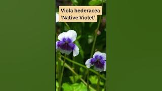 Viola hederacea ‘Native Violet’ (Australian Native Groundcover Plant)