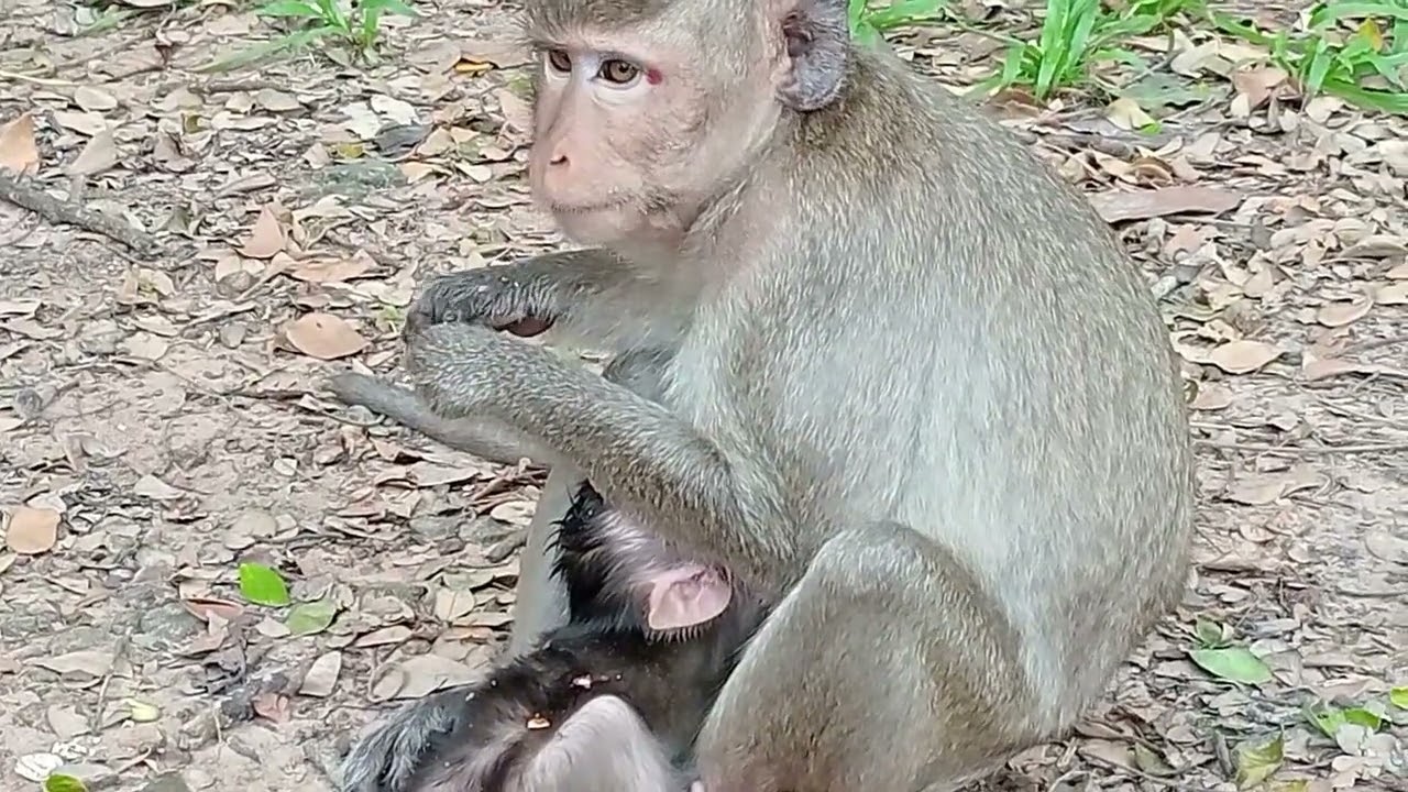 magkey baby and mom cute