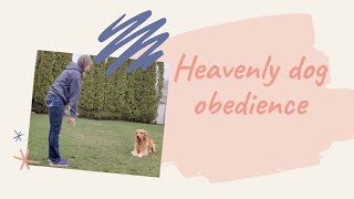 Heavenly dog obedience dog training classes